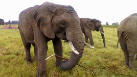 Knysna Elephant Park